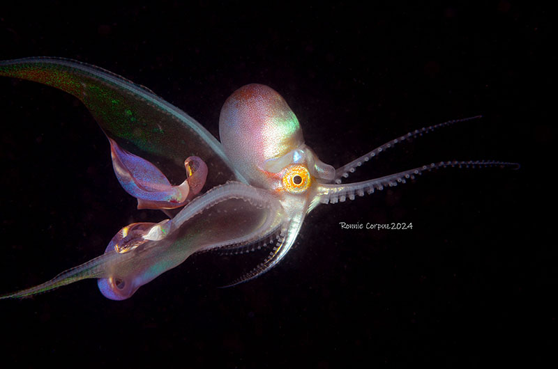 anilao batangas dive shop, dive package, dive trips, scuba lessons